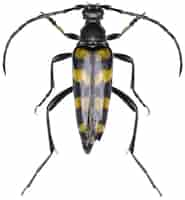 Free photo leptura quadrifasciata longhorn beetle specimen