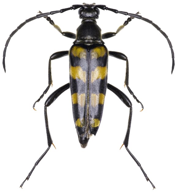 Leptura quadrifasciata 롱혼 딱정벌레 표본