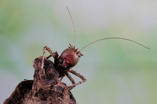 木の上のLesinasp昆虫のクローズアップドラゴンはキリギリスのクローズアップ昆虫に向かった