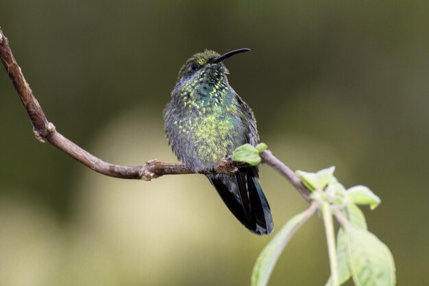 レッサーvioletear、Colibri cyanotus、以前はGreen violetear、