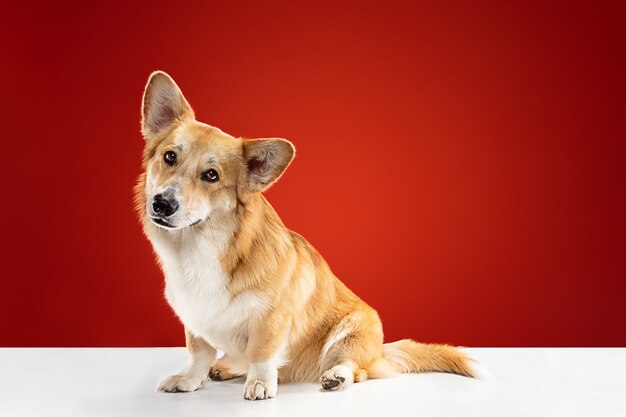 Let me be your friend. Welsh corgi pembroke puppy is posing. Cute fluffy doggy or pet is sitting isolated on red background. Studio photoshot. Negative space to insert your text or image.