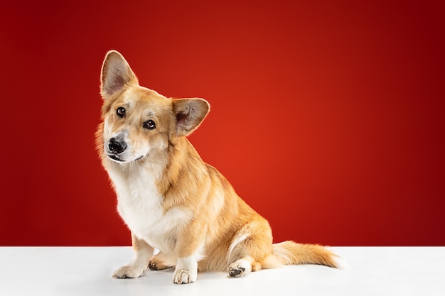 Let me be your friend. Welsh corgi pembroke puppy is posing. Cute fluffy doggy or pet is sitting isolated on red background. Studio photoshot. Negative space to insert your text or image.