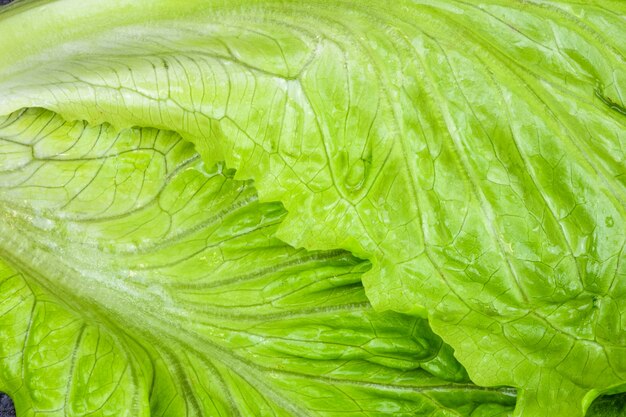 Lettuce leaf