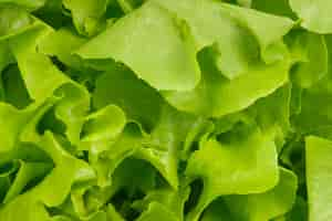 Free photo lettuce macro