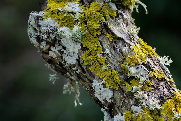 Lichens and moss growing on the trunk of a tree in the Maltese countryside.