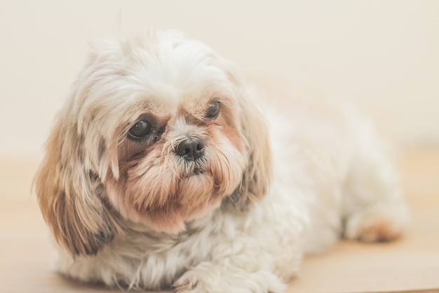 Light brown dog of Mal-Shih breed in front of a white wall