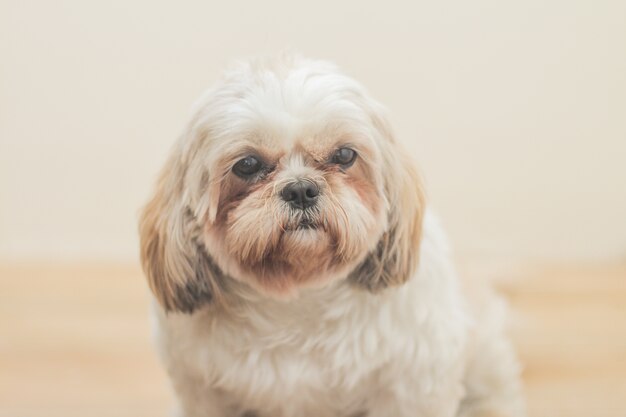 Light brown dog of Mal-Shih breed in front of a white wall