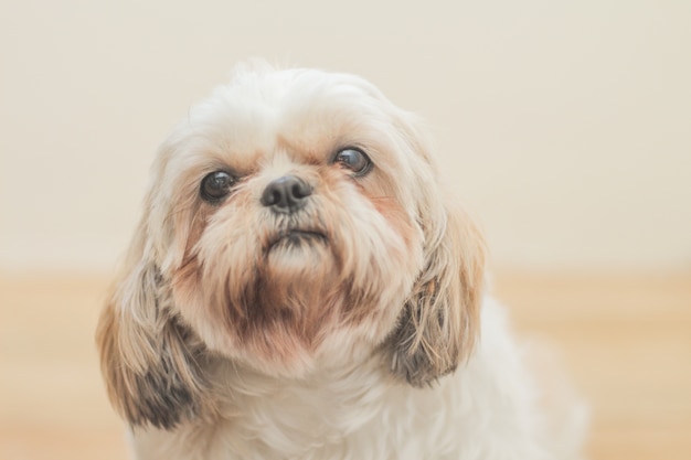 Light brown dog of Mal-Shih breed in front of a white wall