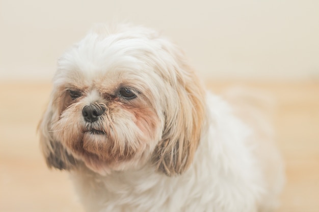 Light brown dog of Mal-Shih breed in front of a white wall