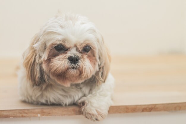 Светло-коричневая собака породы Мал-Ши перед белой стеной