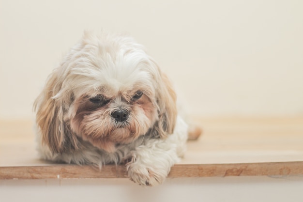 Light brown dog of Mal-Shih breed in front of a white wall