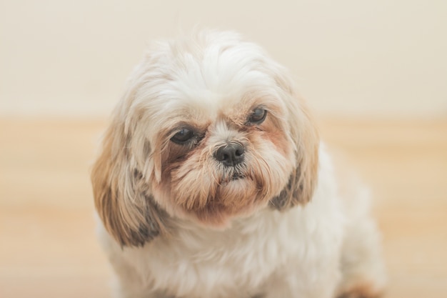 Light brown dog of Mal-Shih breed in front of a white wall