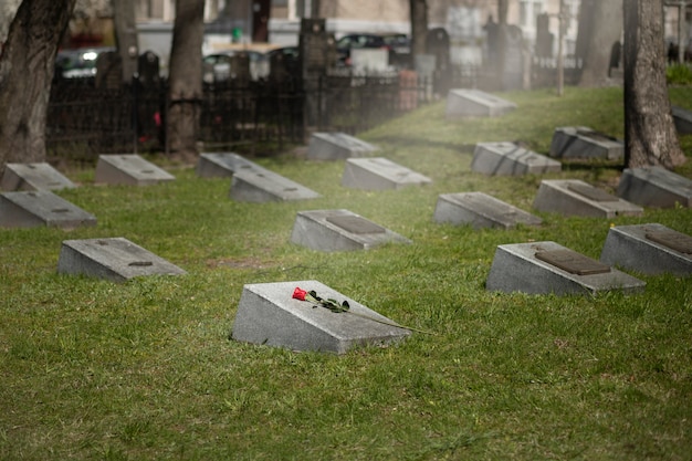 Free photo light over a gravestone with rose at the cemetery