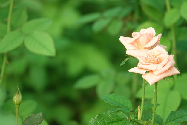 Light pink flowers with water droplets