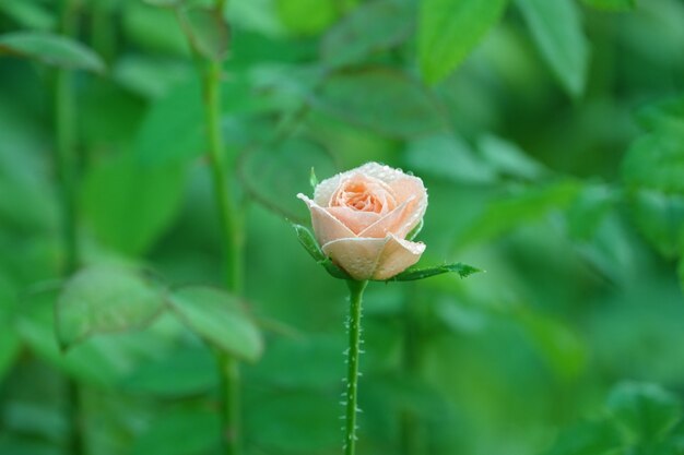 Light pink flowers with water droplets