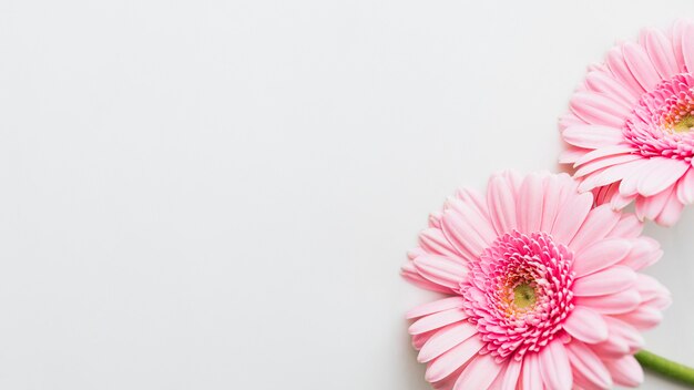 灰色の背景に淡いピンクのガーベラデイジーの花