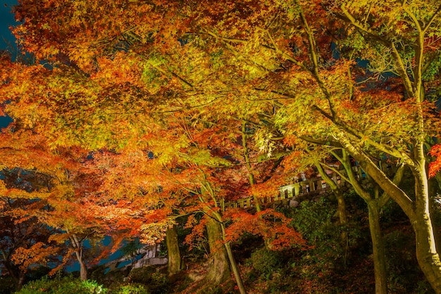 Kiyomizu-dera T의 아름다운 건축물에서 레이저 쇼 조명