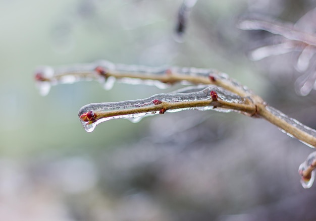 차가운 비 후 얼음으로 덮인 새싹이 있는 라일락 가지. 겨울 자연 현상