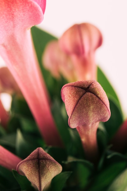 Germoglio di fiore lilla in primavera