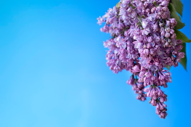 Lilac flower in the sky