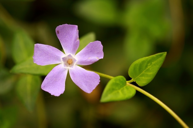 Lilac flower