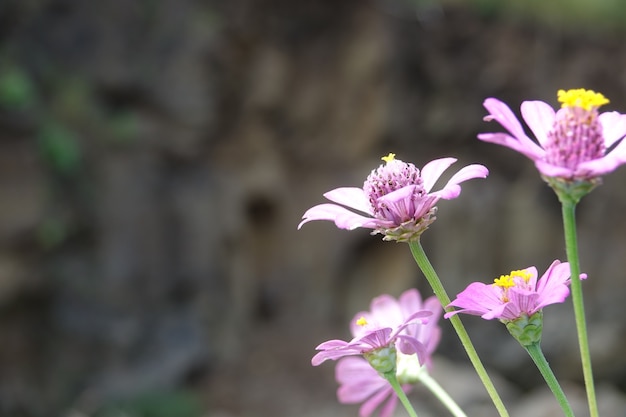 デフォーカス背景にライラックの花