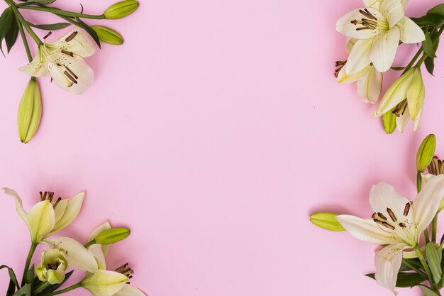 Lilies on pink background