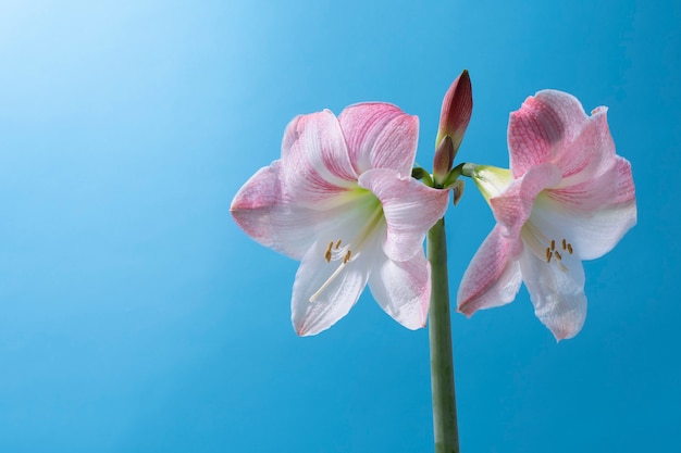 空のユリの花