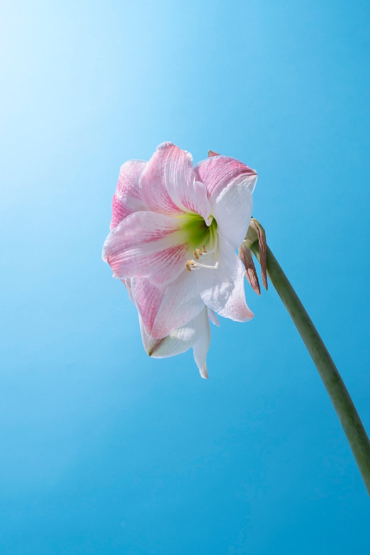 Free Photo lily flower in the sky