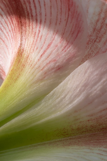 空のユリの花