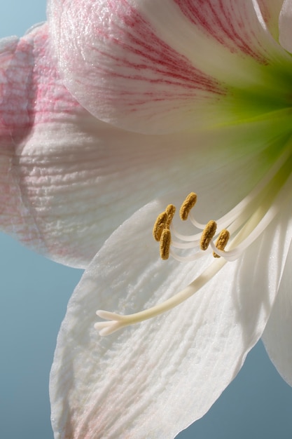 空のユリの花