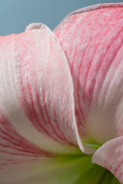 Lily flower in the sky