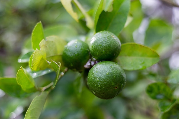 Lime bergamot growing on tree after rain