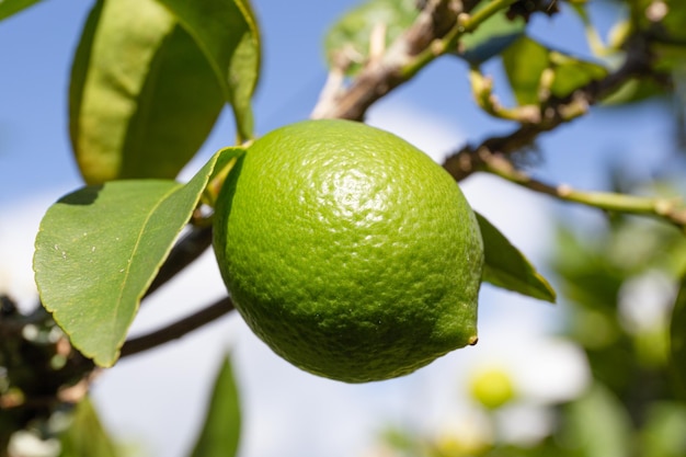 Lime fruit on tree. Selective focus