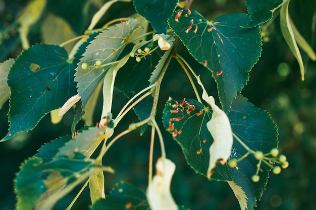 Lime leaves affected Linden gall mite Eriophyes tiliae high quality photo Close up selective focus