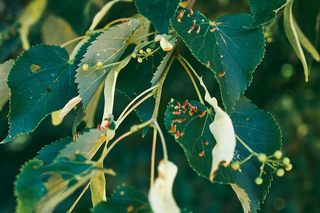라임 잎은 영향을 받은 린든 쓸개 진드기 Eriophyes tiliae 고품질 사진 선택적 초점을 닫습니다