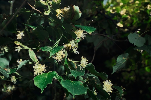 Lime yellow flowers of Tilia cordata tree banner closeup selective focus Horizontal background for wallpapers about the forest ecosystem Screensaver idea about climate change issues Mid summer