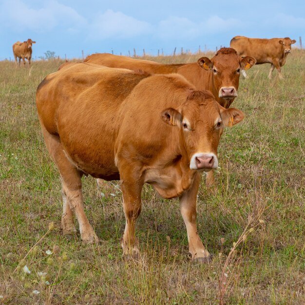 Limousin cows standing in a row on a green field