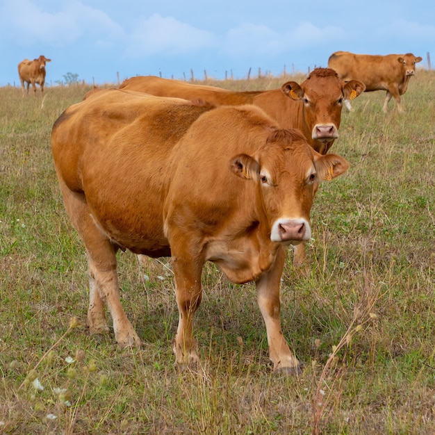 Limousin cows standing in a row on a green field