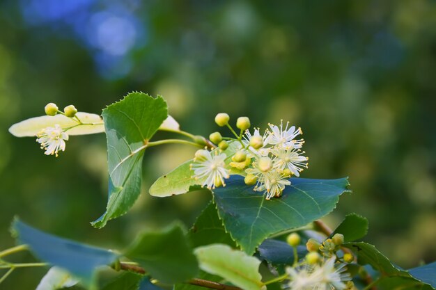 Linden blossom