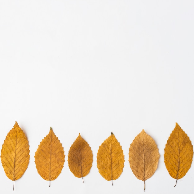 Free photo line of autumn leaves