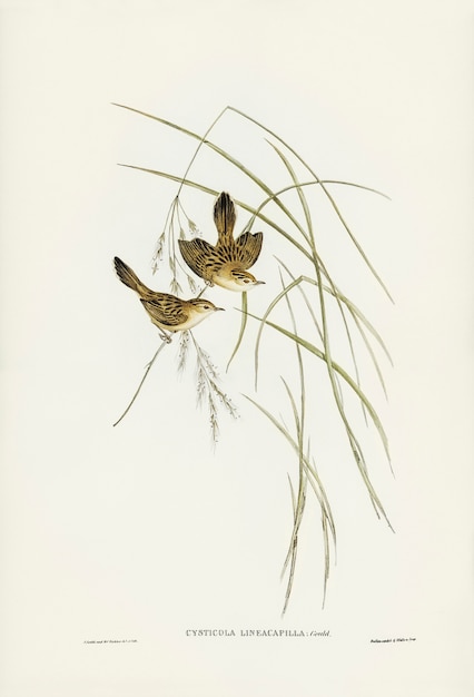 Lineated Warbler (Cysticola lineocapilla) illustrated by Elizabeth Gould 