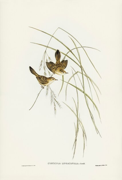 エリザベス・グールド（Elizabeth Gould）によって描かれた線虫（Lineated Warbler）（Cysticola lineocapilla）
