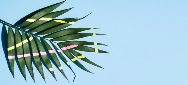 Lines on a fern leaf with copy space background