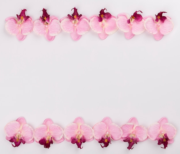 Free photo lines from orchids