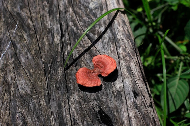 Lingzhi mushroom ganoderma lucidum on aged wooden log