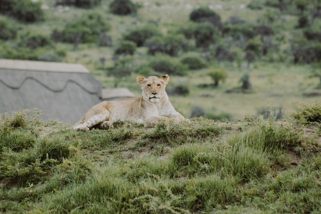 Lion cub on the hill laying on the ground and looking at the camera