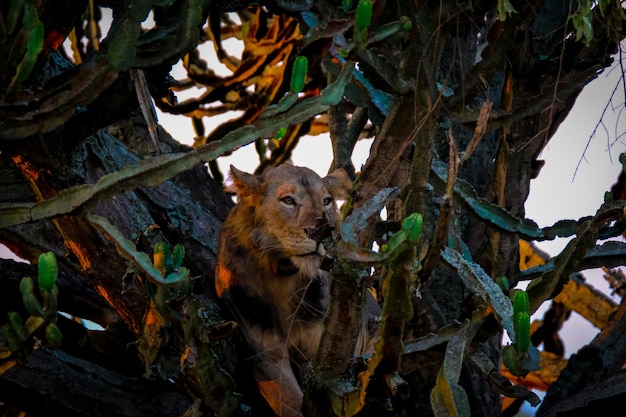 Лев лежит среди деревьев возле кактусов