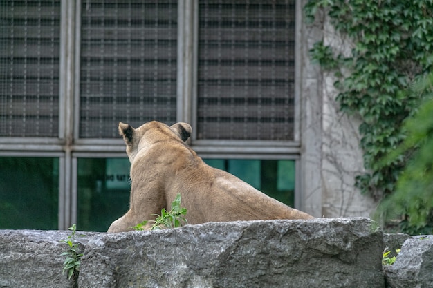 Leone che pone su una pietra circondato dal verde e dagli edifici in uno zoo