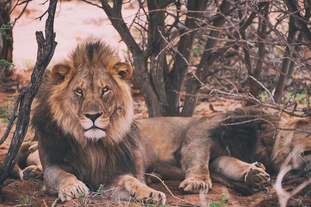 Lion leaning on trees